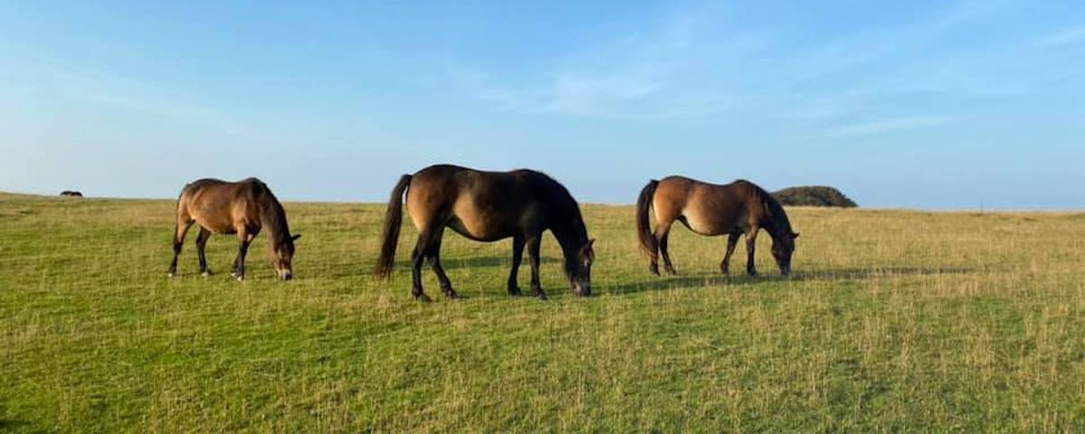 Wonderful area for walking - Exmoor, coastal, river and woodlands walks all on the doorstep